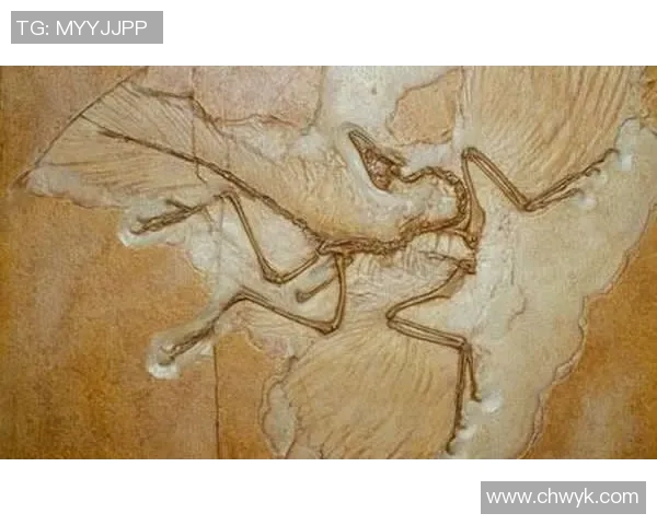 始祖鸟化石真假鉴定方法及专家解析全方位指南